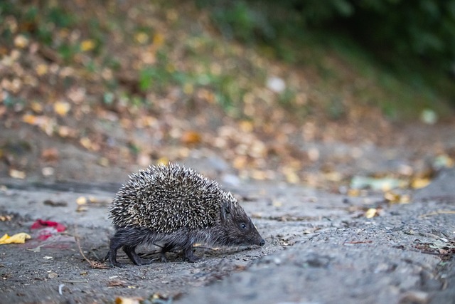 基本防守千瘡百孔 湖人已是病入膏肓.